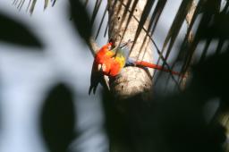 HansD 24 Rode macaws - Wat privacy graag